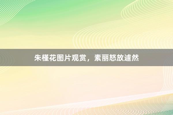 朱槿花图片观赏，素丽怒放遽然